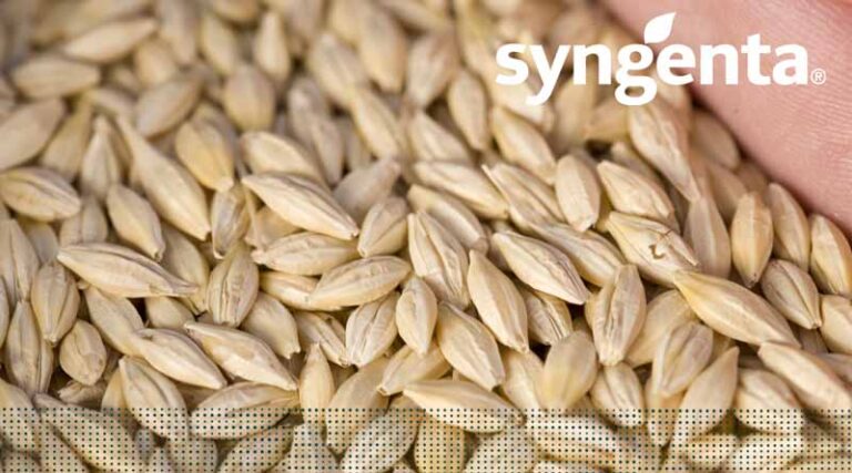 Sow Smart, Reap Big: Autumn-Drilled Spring Barley