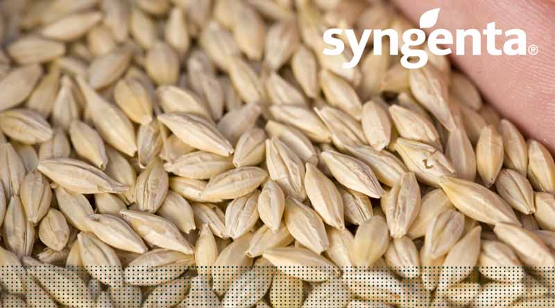 Sow Smart, Reap Big: Autumn-Drilled Spring Barley