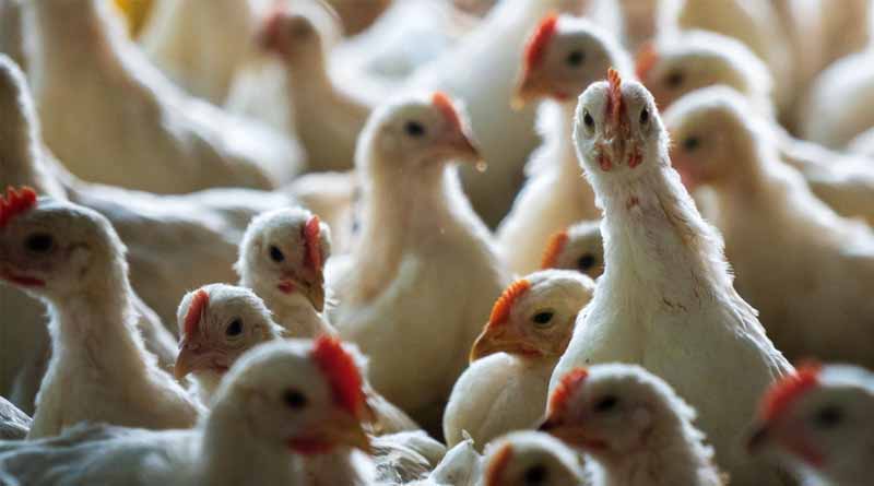 Center for Food Safety's Statement on Oregon Department of Agriculture's Re-approval of Mega-Chicken Factory Farm