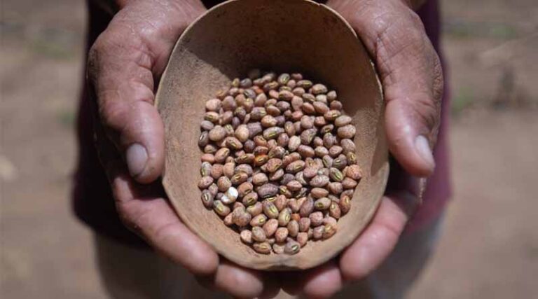 Drought Or Flooding Are No Match For This Climate-adapted Bean