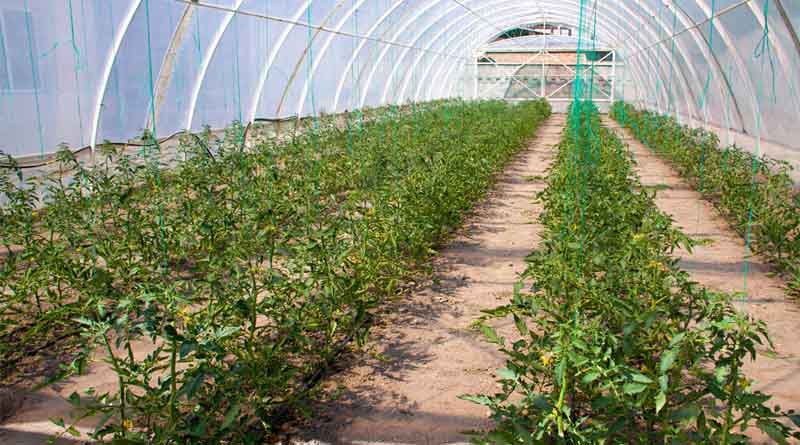 From Hardship To Harvest In Kazakhstan