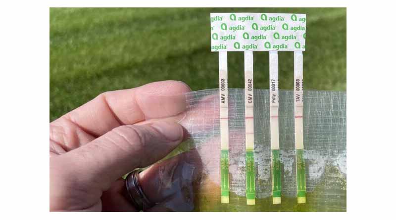Got Aphids? We Have A New Immunocomb To Detect Viruses They Transmit
