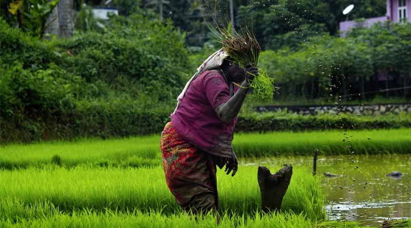Kharif Foodgrain Production for 2024-25 Estimated at 1647.05 Lakh Metric Tonnes