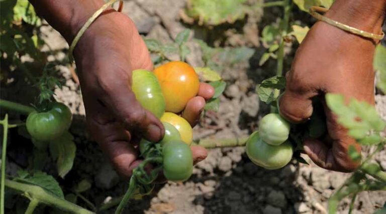 22 NL-CGIAR Senior Experts Receive Funding To Improve Global Food Security