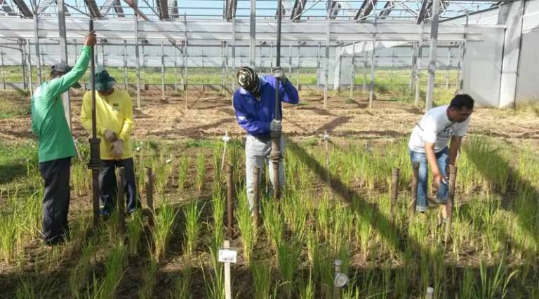 How Digging Into Root Science Can Help Crops Grow In Dry Conditions
