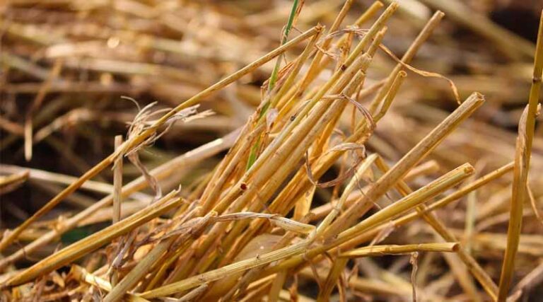 Opposition Slams BJP for Oppressing the Farmers by Inflicting Double Fine for Stubble Burning