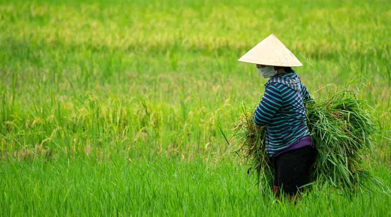 Viet Nam and Middle East Countries Ready to Boost Agricultural Trade