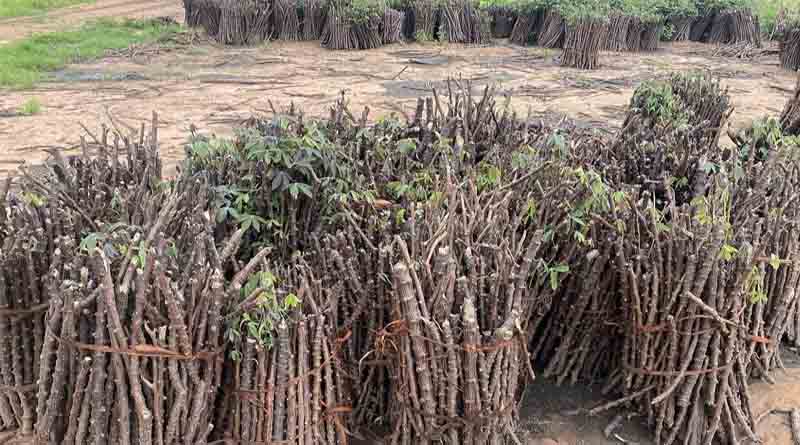 Celebrating Success: Zambian Smallholders Combat Cassava Brown Streak Disease (CBSD)