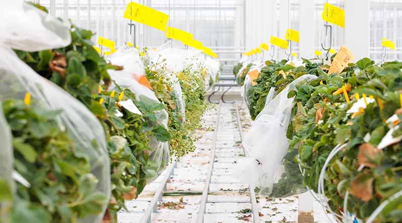 Rijk Zwaan Invests Heavily In Seed Processing Capacity and R&D