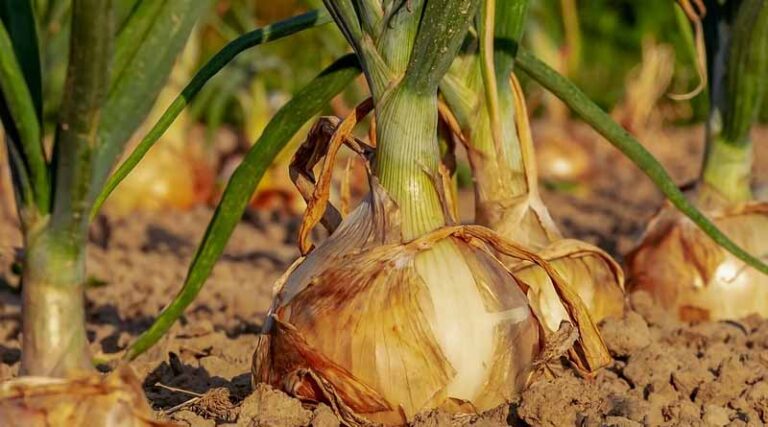 Government Of India Upscales Onion Disposal in Delhi/NCR, Punjab and Other States