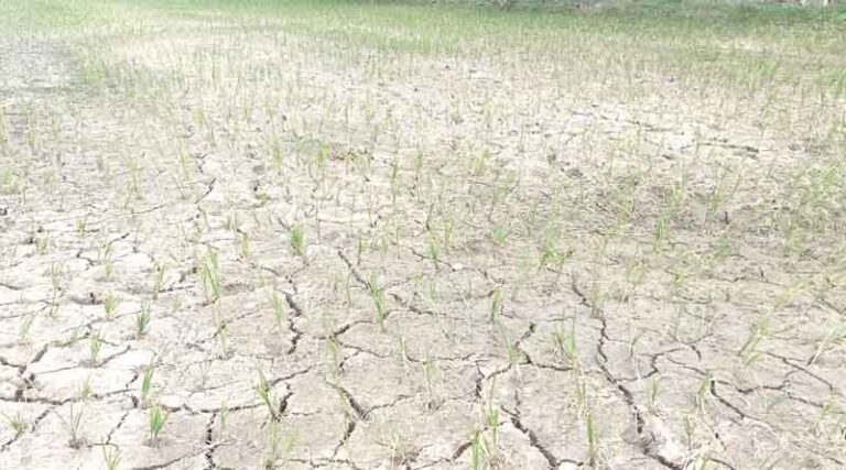The Increasing Frequency Of Drought Challenges Agriculture Sustainability And Livelihood Of Smallholder Farmers