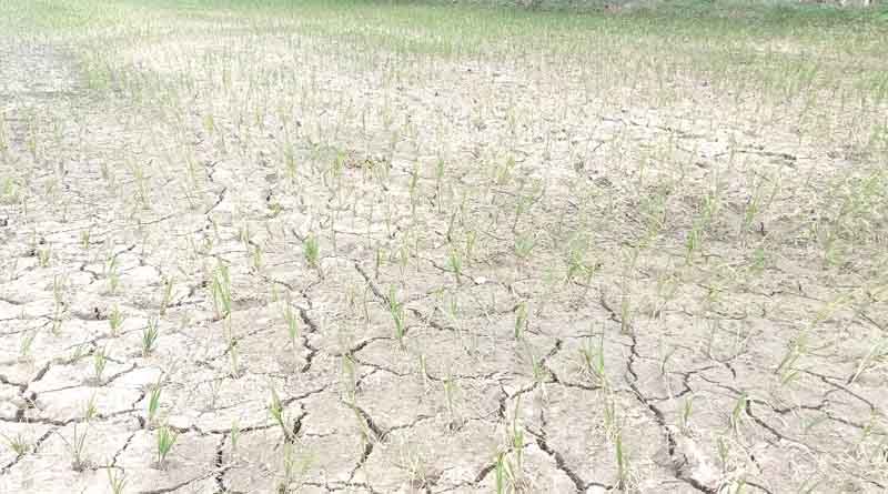 The Increasing Frequency Of Drought Challenges Agriculture Sustainability And Livelihood Of Smallholder Farmers