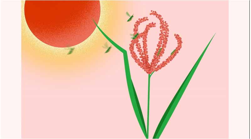 Finger Millet: A Story of Health