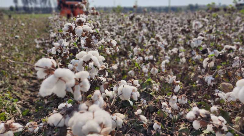 Maharashtra Farmers Adopt High-Density Planting System to Boost Cotton Productivity
