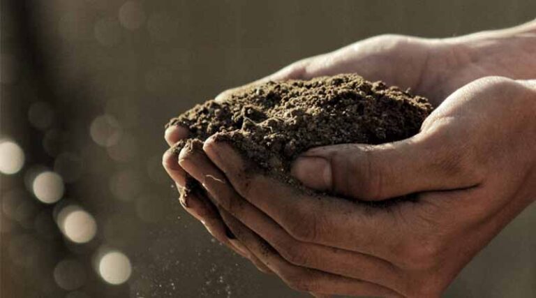 World Soil Day 2024: Addressing India's Alarming Soil Health Crisis