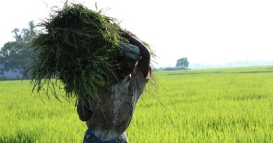 A Total of ₹335 Crore Recovered from Ineligible Beneficiaries of PM-Kisan