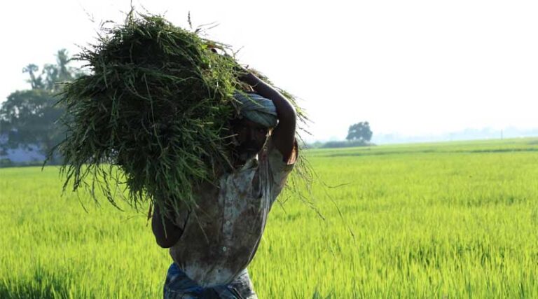 A Total of ₹335 Crore Recovered from Ineligible Beneficiaries of PM-Kisan