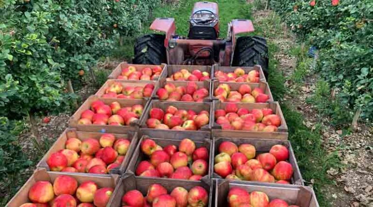Improving Nutritional Content in Apple Crops: New Insights from Verdesian-Cytozyme USA Technologies