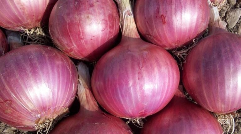 Special Scheme to Support Onion Farmers