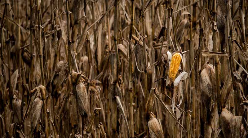 It’s Time For Agricultural Revolution As Africa’s Food Crisis Worsens