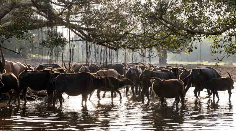 Director-General Visits Thailand’s First GIAHS Where Buffaloes And Humans Shape The Ecosystem