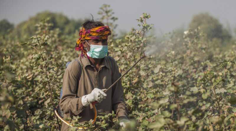 Paving The Way For Lower-risk Crop Protection: Biopesticide Regulatory Pathways