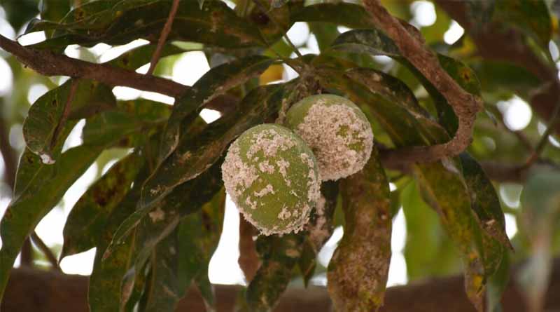 Understanding Mango Mealybug – A Significant Crop Pest