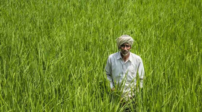 Rabi Crop Sowing Crosses 428 Lakh Hectares in India: A Promising Start to the 2024-25 Season