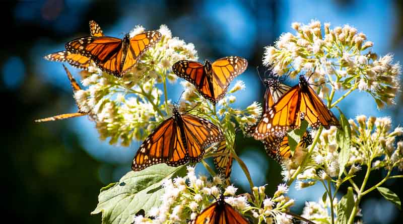 Monarchs Proposed for Endangered Species Act Protection