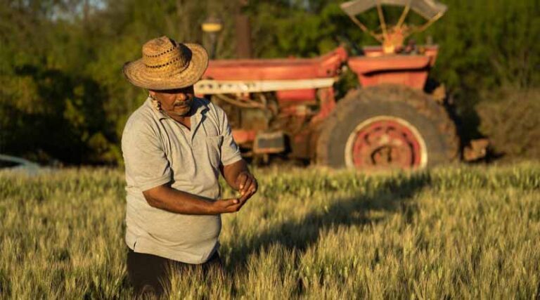 Enhancing Agricultural Research with FAO’s AGRIS And AGROVOC Programs: A Conversation With CIMMYT’S Knowledge Management Team