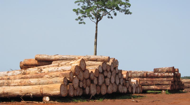 Global Forest Products Facts And Figures 2023 Shows Fall In Global Trade In Wood And Paper Products