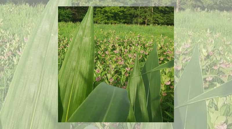 Corn Growers Respond to Monarch Butterfly Listing