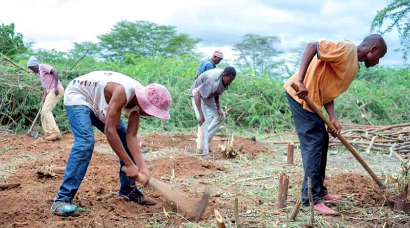 Sustainable Land Management Practice Successfully ‘uproots’ Invasive Prosopis Juliflora In East Africa