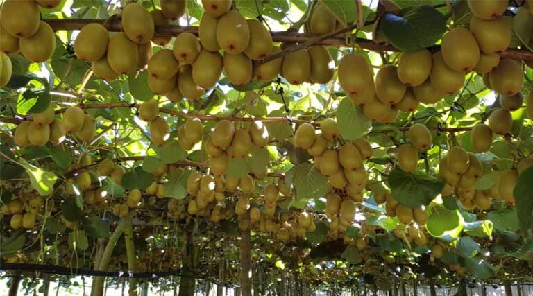 Horticulture Export Revenue Forecast To Hit New Heights