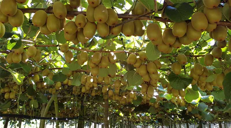 Horticulture Export Revenue Forecast To Hit New Heights