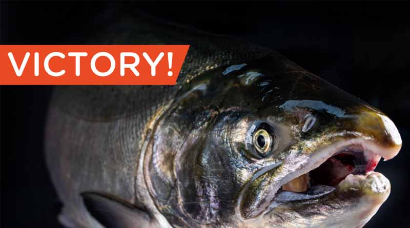 Victory! GE Salmon Company AquaBounty Shutting Down Operations