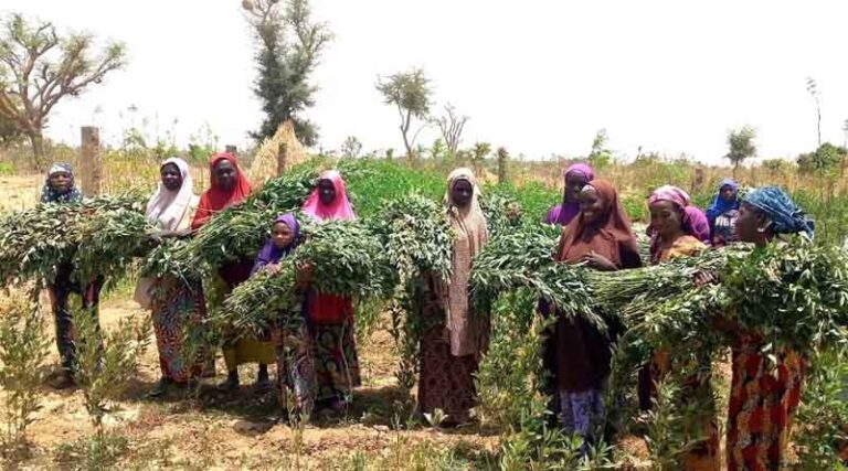 Supporting Sustainable and Resilient Farming in Niger