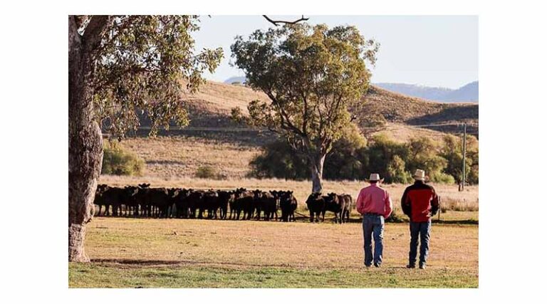 What do US Tariffs Mean For The Australian Beef Sector?