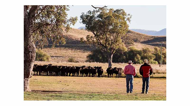 What do US Tariffs Mean For The Australian Beef Sector?