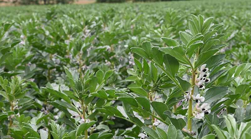 Get A Fix On Pulse Crop Nutrition