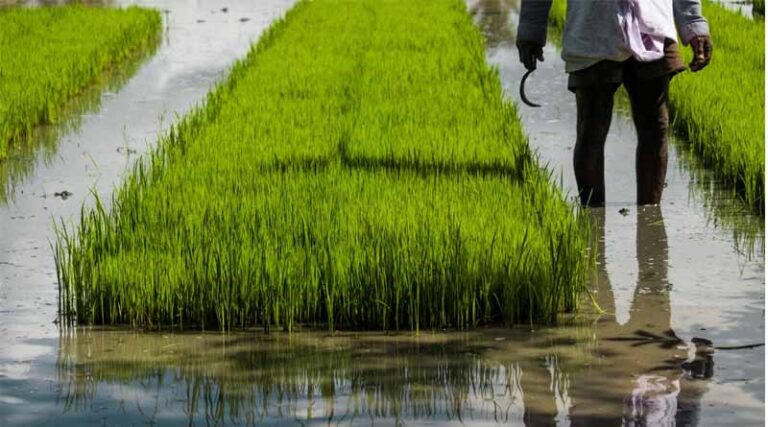 Farmers' Leader Demands Dissolution of Data Protection Committee on Agrochemicals