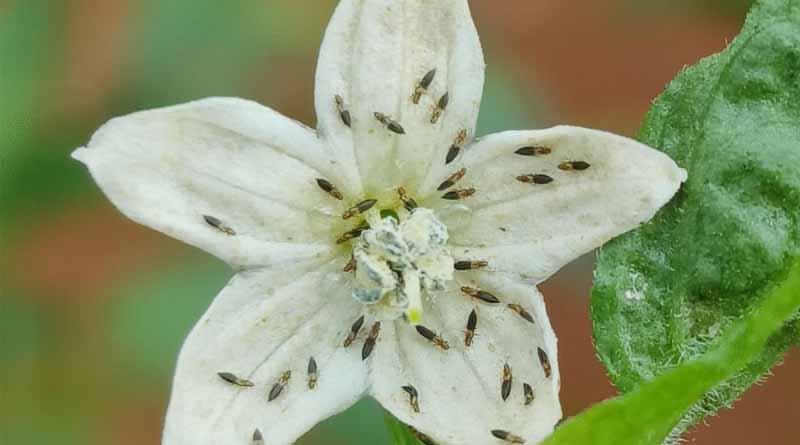 Chilli Black Thrips Outbreak: Supporting Indian Farmers To Protect Crops Sustainably