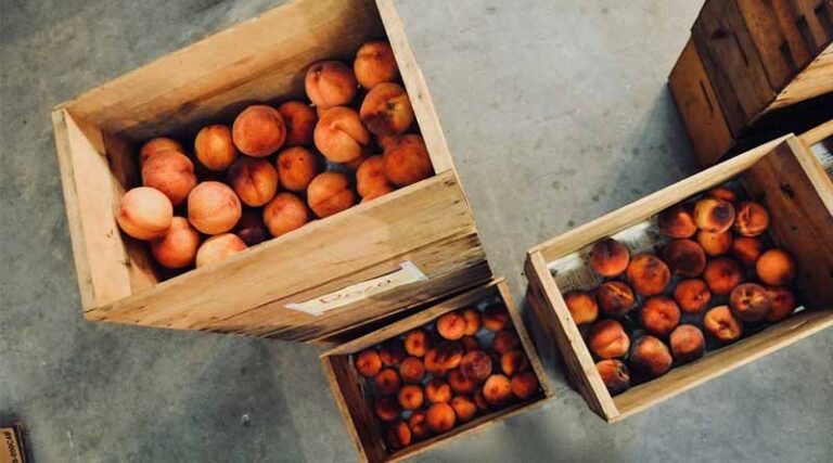 From Farm to Fork: Inside India's ₹2366 Crore Cold Chain Revolution