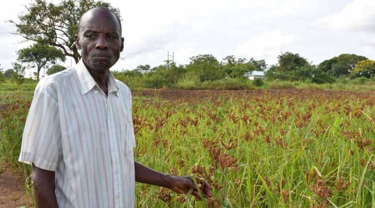 Transforming Farming In Uganda: The Journey Of Four Farmers And Their Demonstration Plots