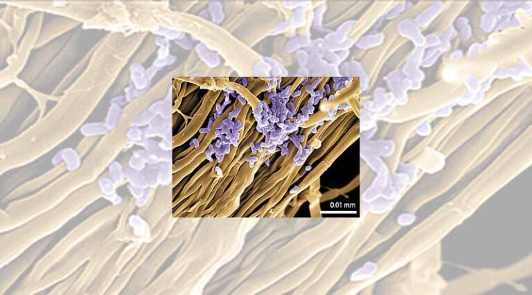 An Ecological Solution Against Pathogenic Fungi