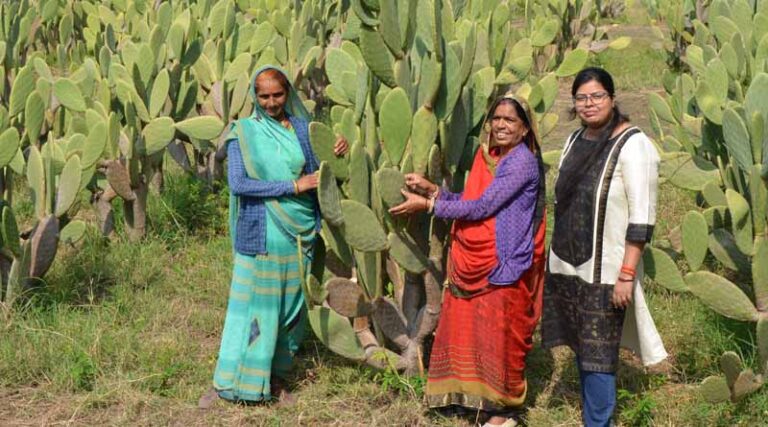 Boosting Farmer Income: ICARDA's Spineless Cactus Takes Root in India's Arid Lands