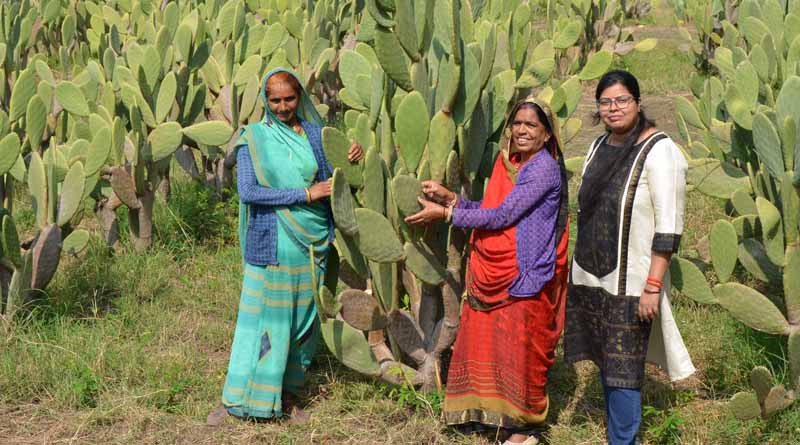 Boosting Farmer Income: ICARDA's Spineless Cactus Takes Root in India's Arid Lands