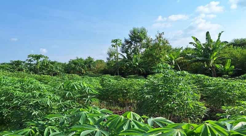 How Strengthening South Sudan’s Plant Health System Can Reduce Crop Losses