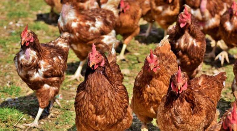 Animal-sourced Foods Improve Child Nutrition In Africa, CABI-led Study Finds