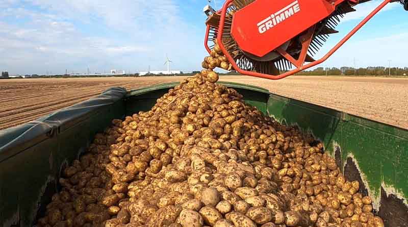 Potato Crops Powered By Vixeran Nutrition